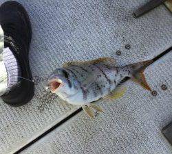 クルーザーフィッシングトムトム 釣果