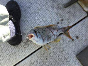 クルーザーフィッシングトムトム 釣果