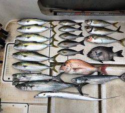 さぶろう丸 釣果