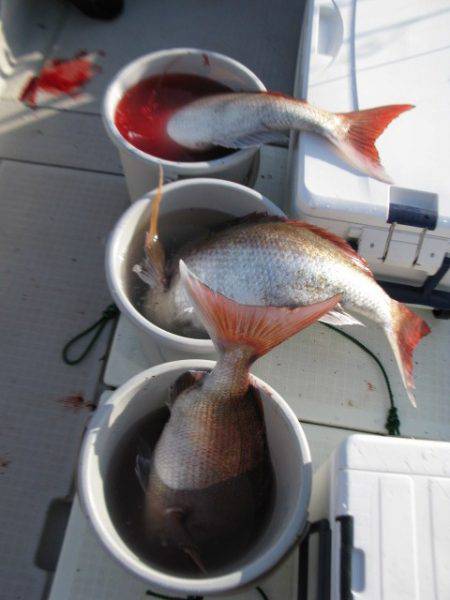 Aquanaut(アクアノート) 釣果