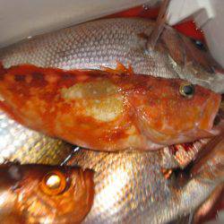 Aquanaut(アクアノート) 釣果