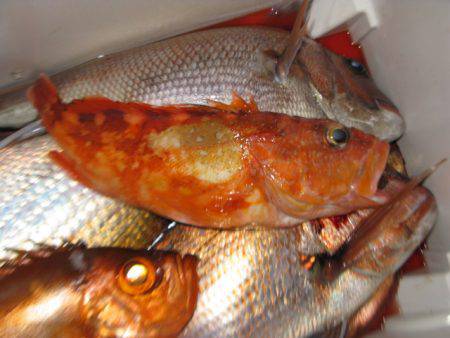 Aquanaut(アクアノート) 釣果