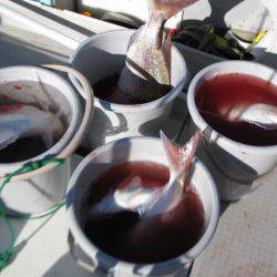 Aquanaut(アクアノート) 釣果