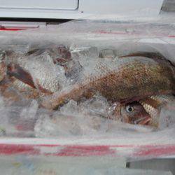 Aquanaut（アクアノート） 釣果