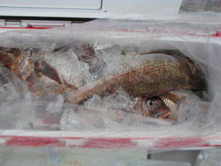 Aquanaut（アクアノート） 釣果