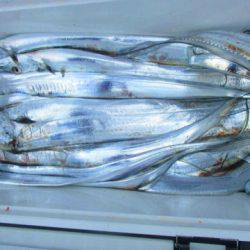 フィッシングガイド とちぎ 釣果