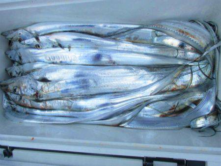 フィッシングガイド とちぎ 釣果