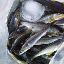 安倍川・藁科川(安倍藁科川漁業協同組合) 釣果