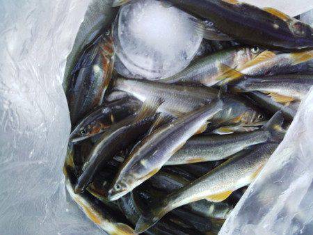 安倍川・藁科川（安倍藁科川漁業協同組合） …