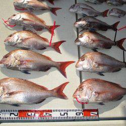 海人丸（うみんちゅまる） 釣果