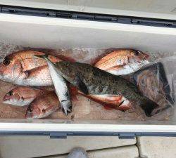 シャングリラ 釣果