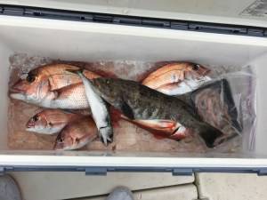 シャングリラ 釣果