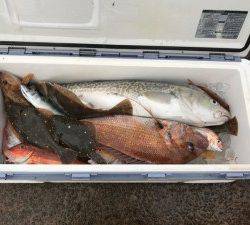 シャングリラ 釣果