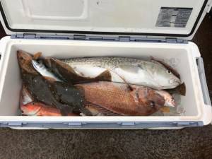 シャングリラ 釣果