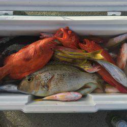 群星・むるぶし 釣果