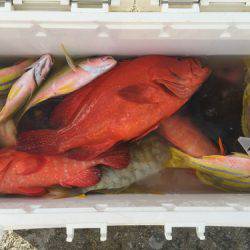 群星・むるぶし 釣果