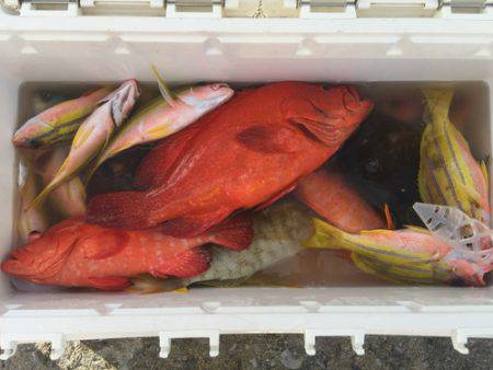 群星・むるぶし 釣果