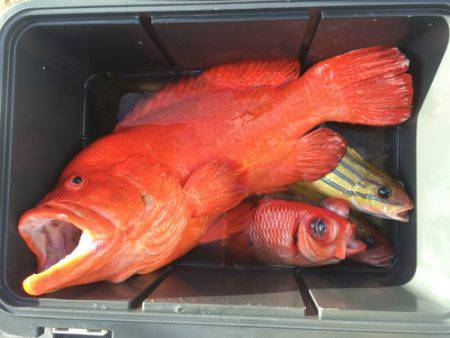 群星・むるぶし 釣果