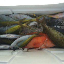 群星・むるぶし 釣果