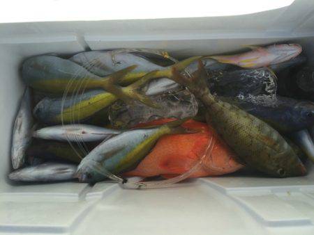 群星・むるぶし 釣果