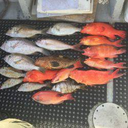 群星・むるぶし 釣果