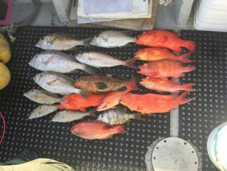 群星・むるぶし 釣果