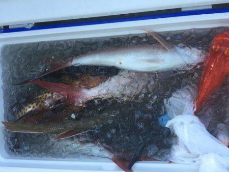 群星・むるぶし 釣果