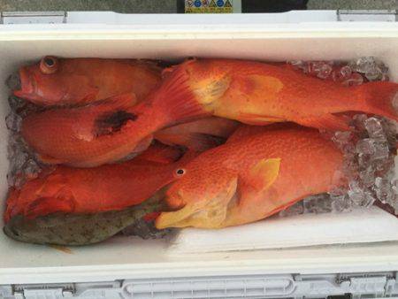 群星・むるぶし 釣果