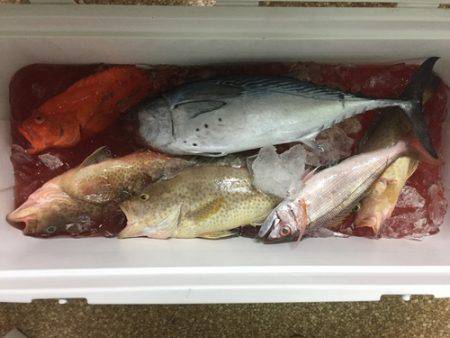 群星・むるぶし 釣果