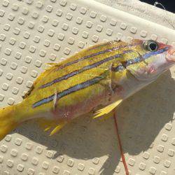 群星・むるぶし 釣果