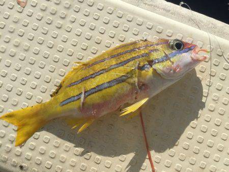 群星・むるぶし 釣果