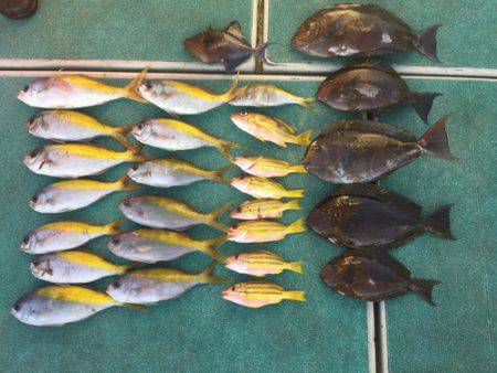 群星・むるぶし 釣果