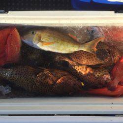 群星・むるぶし 釣果