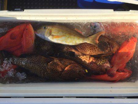 群星・むるぶし 釣果