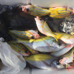 群星・むるぶし 釣果