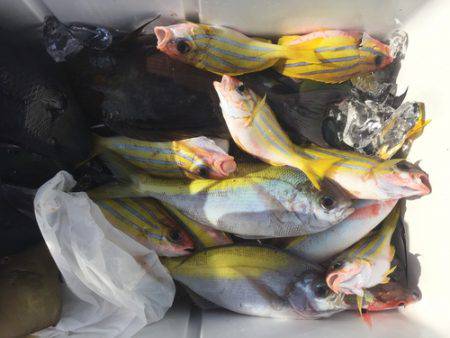 群星・むるぶし 釣果