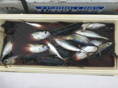 群星・むるぶし 釣果