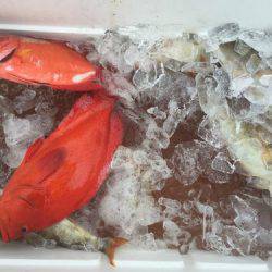 群星・むるぶし 釣果