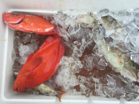 群星・むるぶし 釣果