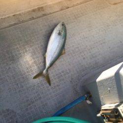 シーモンキー 釣果