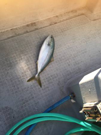 シーモンキー 釣果