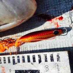 シーモンキー 釣果