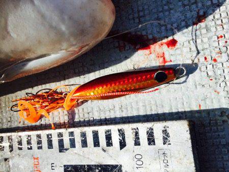 シーモンキー 釣果