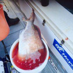 シーモンキー 釣果