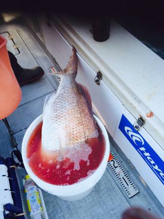 シーモンキー 釣果