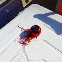 シーモンキー 釣果