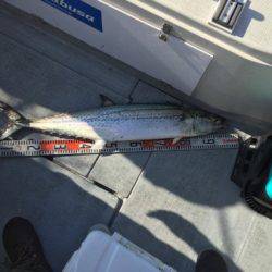 シーモンキー 釣果