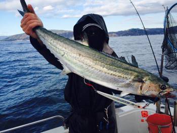 シーモンキー 釣果