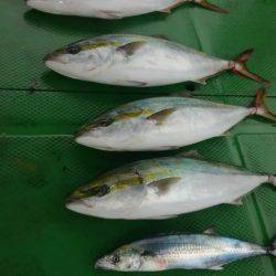 恵比寿丸（兵庫） 釣果