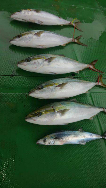 恵比寿丸（兵庫） 釣果